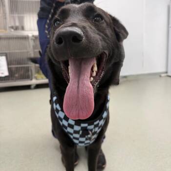 Comet -  Black Labrador Retriever Dog for Adoption in Abilene, Texas - Comet | PetCurious
