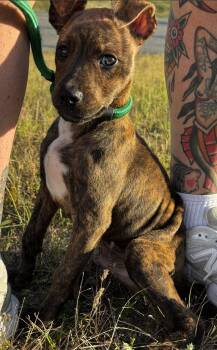 Gandalf -  American Staffordshire Terrier Dog for Adoption in Portland, Maine - Gandalf | PetCurious
