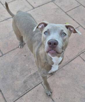 Mila -  Terrier and Mixed Breed Dog for Adoption in Shreveport, Louisiana - Mila | PetCurious