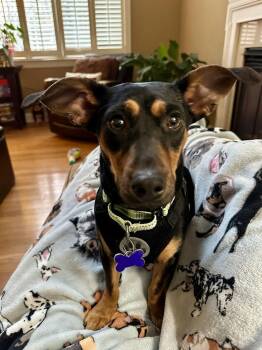 Dachshund Dogs Available for Adoption - Breeanna | PetCurious