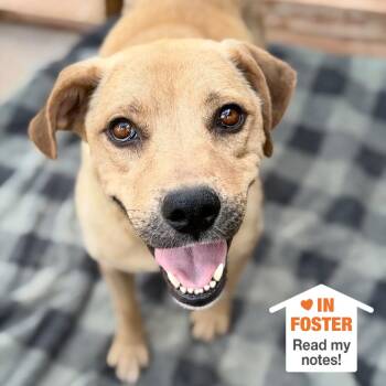 Big Bird -  Labrador Retriever and Mixed Breed Dog for Adoption in Kanab, Utah - Big Bird | PetCurious