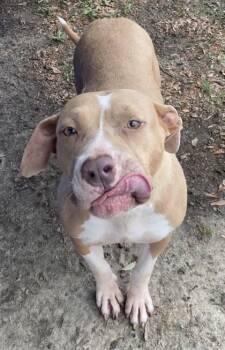 Breeze -  Terrier and Mixed Breed Dog for Adoption in Conway, South Carolina - Breeze | PetCurious