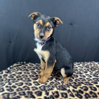 Labrador Retriever and Rottweiler Dogs Available for Adoption - Star | PetCurious