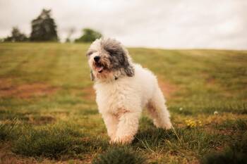 Sheep Dog and Poodle Dogs Available for Adoption in Gradyville, Kentucky - Wayne- Transport | PetCurious
