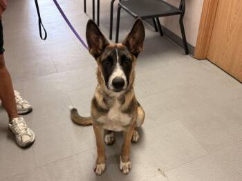 AZALEA -  German Shepherd Dog and Australian Cattle Dog Blue Heeler Dog for Adoption in San Bernardino, California - AZALEA | PetCurious