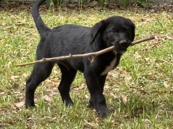 Labrador Retriever and Shepherd Dogs Available for Adoption in South Portland, Maine - Bear | PetCurious