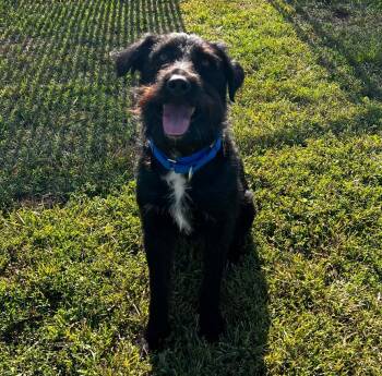 Rescue Terrier and Mixed Breed Dogs for Adoption in South Bend, Indiana - Gypsie | PetCurious