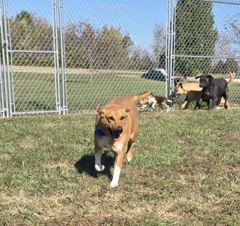 Rescue Mixed Breed Dogs for Adoption in Terre Haute, Indiana - Ruby Sue | PetCurious