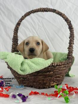 Labrador Retriever and Catahoula Leopard Dog Dogs Available for Adoption - Spearmint The Lab Mix Puppy | PetCurious