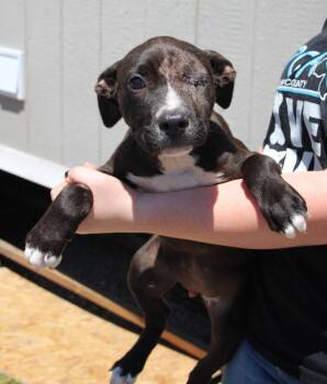 Pit Bull Terrier and Mixed Breed Dogs Available for Adoption in Vacaville, California - Fendi | PetCurious