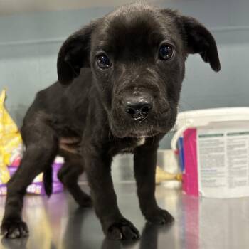 Apple Turnover -  Mixed Breed Dog for Adoption in Greensboro, North Carolina - Apple Turnover | PetCurious