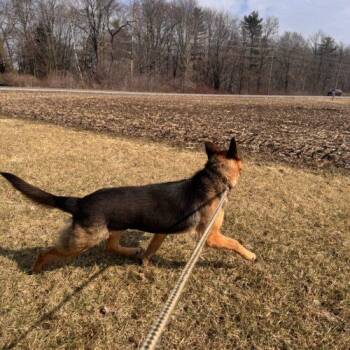 German Shepherd Dog Dogs Available for Adoption in Vienna, Ontario - Shelby | PetCurious