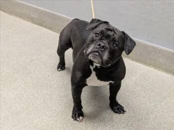 OPIE -  Pit Bull Terrier Dog for Adoption in Las Vegas, Nevada - OPIE | PetCurious