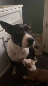 Rescue American Staffordshire Terrier and Shepherd Dogs for Adoption in Holly Springs, North Carolina - Lucky Litter Mama | PetCurious