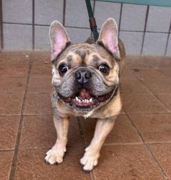 Fryer -  French Bulldog and Mixed Breed Dog for Adoption in Honolulu, Hawaii - Fryer | PetCurious