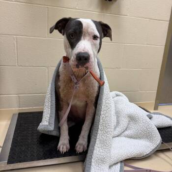 Lucky -  Mixed Breed Dog for Adoption in Winston-salem, North Carolina - Lucky | PetCurious