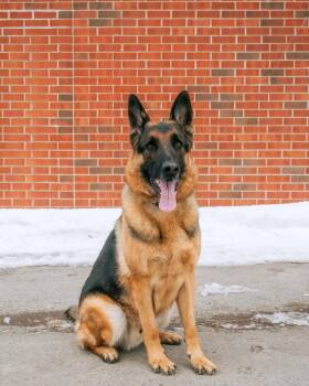 German Shepherd Dog Dogs Available for Adoption - Kozmo | PetCurious