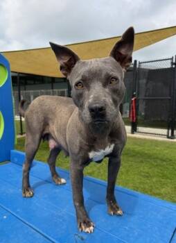 Pit Bull Terrier Dogs Available for Adoption in Lafayette, Louisiana - Kira | PetCurious