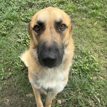 Corbin -  Shepherd and Mixed Breed Dog for Adoption in Corpus Christi, Texas - Corbin | PetCurious