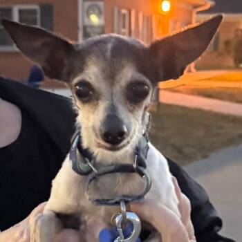 Rescue Chihuahua Dogs for Adoption in Hudson, Illinois - Jolie | PetCurious
