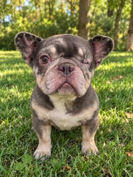 Stitch 2259 -  French Bulldog Dog for Adoption in Boca Raton, Florida - Stitch 2259 | PetCurious