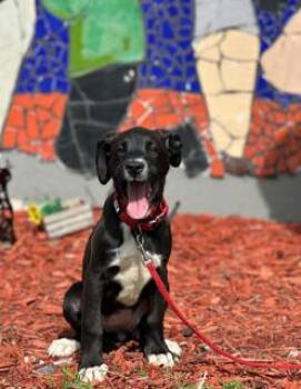 DENIM -  Boxer Dog for Adoption in Miami, Florida - DENIM | PetCurious