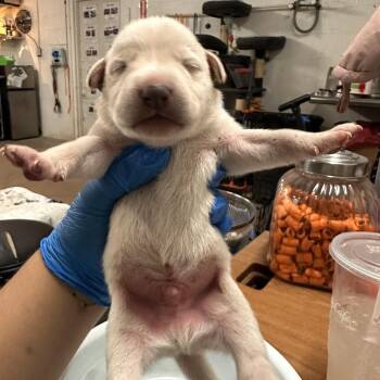 Shepherd and Mixed Breed Dogs Available for Adoption - Shamrock | PetCurious