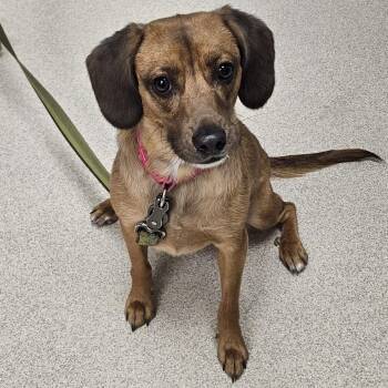 Beagle and Mixed Breed Dogs Available for Adoption in Evansville, Indiana - Abby | PetCurious