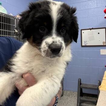 Sven -  Australian Shepherd and Great Pyrenees Dog for Adoption in Madisonville, Tennessee - Sven | PetCurious