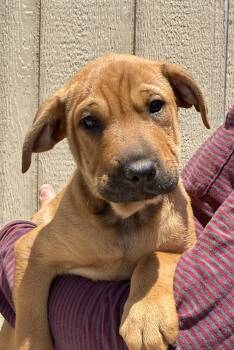 Marvy -  Shar Pei Dog Available for Adoption in Los Angeles, California - Marvy | PetCurious