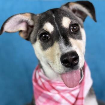 Husky and Shepherd Dogs Available for Adoption - Lani | PetCurious