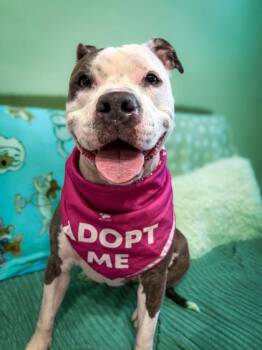 Pit Bull Terrier Dogs Available for Adoption in Key West, Florida - Bailey | PetCurious