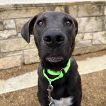 Goose -  Anatolian Shepherd and Mixed Breed Dog for Adoption in Bentonville, Arkansas - Goose | PetCurious