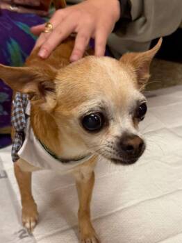 Chihuahua Dogs Available for Adoption in Dunmore, Pennsylvania - Mouse | PetCurious
