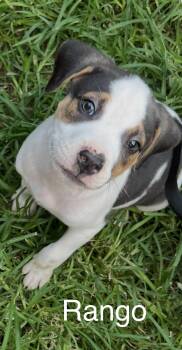 Rango -  Terrier Dog for Adoption - Rango | PetCurious