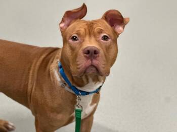 Kyon -  Mixed Breed Dog for Adoption - Kyon | PetCurious