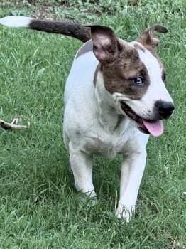 Peanut -  Labrador Retriever Dog for Adoption in Manchester, Connecticut - Peanut | PetCurious