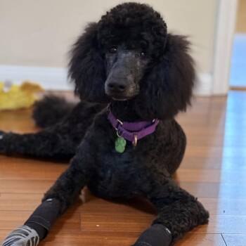 Raven -  Mixed Breed and Poodle Dog for Adoption in San Diego, California - Raven | PetCurious