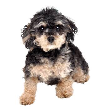 Panda -  Miniature Poodle Dog for Adoption in Burbank, California - Panda | PetCurious