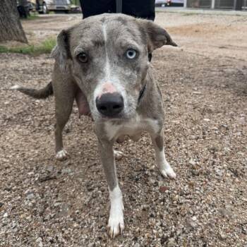 Catahoula Leopard Dog Dogs Available for Adoption in Buchanan Dam, Texas - Violet | PetCurious