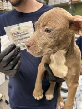 Pit Bull Terrier and Mixed Breed Dogs Available for Adoption in New Orleans, Louisiana - Torvi | PetCurious
