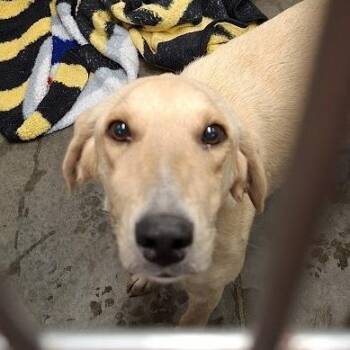 Eden -  Yellow Labrador Retriever Dog for Adoption in Hannibal, Missouri - Eden | PetCurious