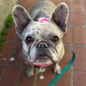 QUINN -  French Bulldog Dog for Adoption in San Francisco, California - QUINN | PetCurious