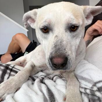 Freckles -  Mixed Breed Dog for Adoption in Buffalo, Minnesota - Freckles | PetCurious