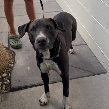 Lena -  American Staffordshire Terrier Dog for Adoption in Tampa, Florida - Lena | PetCurious
