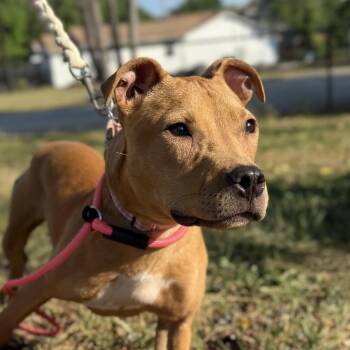 Pit Bull Terrier Dogs Available for Adoption in Columbia, South Carolina - Brittney | PetCurious