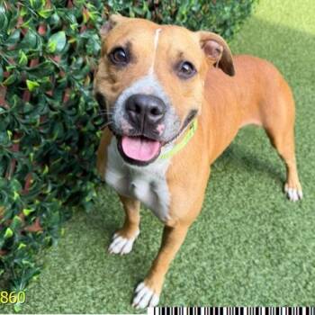 Ember -  Mixed Breed Dog for Adoption in West Palm Beach, Florida - Ember | PetCurious