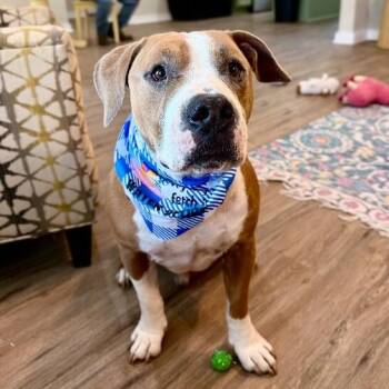Tater Tubs Squishy Sweetheart -  Pit Bull Terrier Dog for Adoption in Friendswood, Texas - Tater Tubs Squishy Sweetheart | PetCurious
