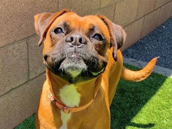 JINGEE -  Boxer and Mixed Breed Dog for Adoption in Moreno Valley, California - JINGEE | PetCurious