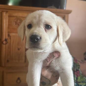 Labrador Retriever and Hound Dogs Available for Adoption in San Antonio, Texas - Snoopy | PetCurious